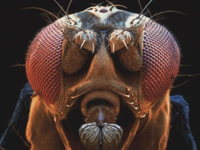 Avatar de ÉLÃO MOSCA