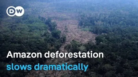 Cientistas celebram uma trégua na floresta tropical, mas alertam que ela ainda enfrenta um ponto de não retorno iminente.